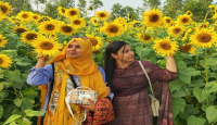 পত্নীতলায় সূর্যমূখীর সৌন্দর্য আকৃষ্ট হচ্...